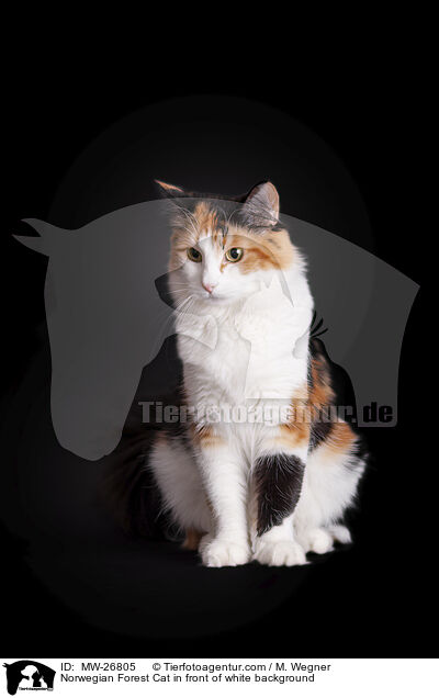 Norwegian Forest Cat in front of white background / MW-26805
