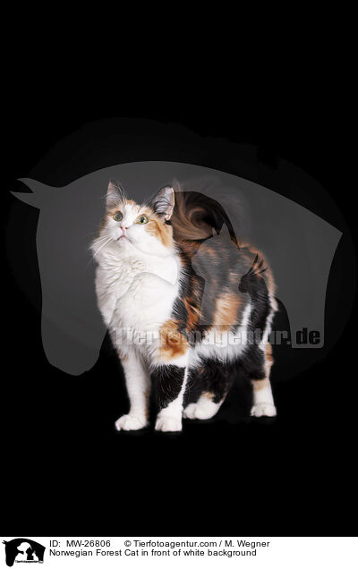 Norwegian Forest Cat in front of white background / MW-26806