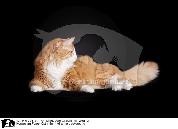 Norwegian Forest Cat in front of white background / MW-26810