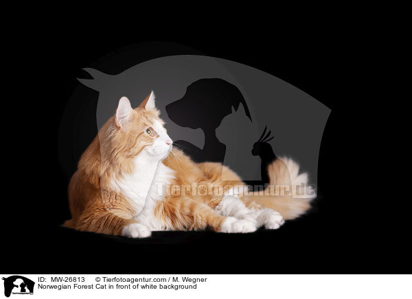 Norwegian Forest Cat in front of white background / MW-26813