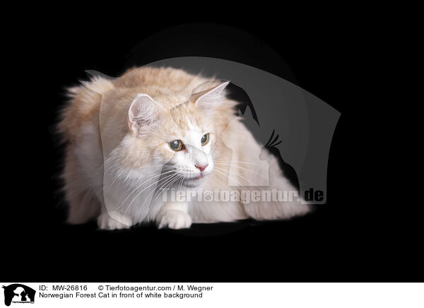 Norwegische Waldkatze vor weiem Hintergrund / Norwegian Forest Cat in front of white background / MW-26816