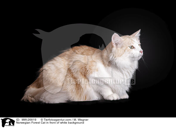 Norwegische Waldkatze vor wei�em Hintergrund / Norwegian Forest Cat in front of white background / MW-26819