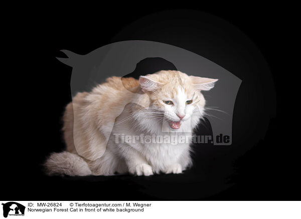 Norwegian Forest Cat in front of white background / MW-26824