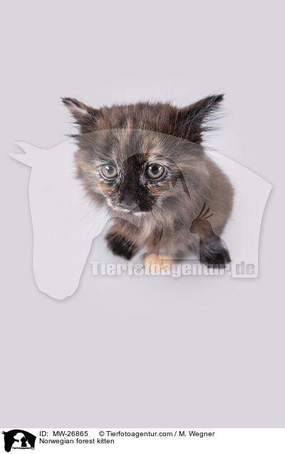 Norwegian forest kitten / MW-26865