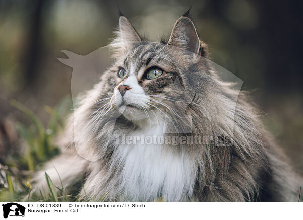 Norwegische Waldkatze / Norwegian Forest Cat / DS-01839