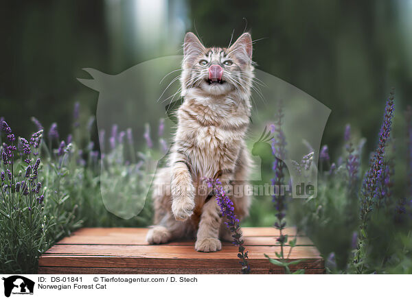 Norwegian Forest Cat / DS-01841