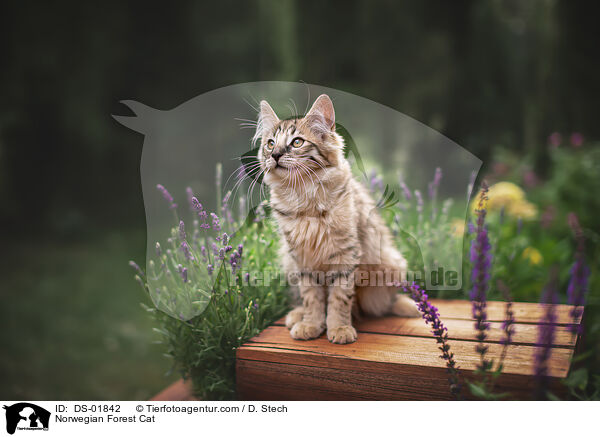 Norwegian Forest Cat / DS-01842