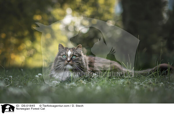 Norwegian Forest Cat / DS-01845