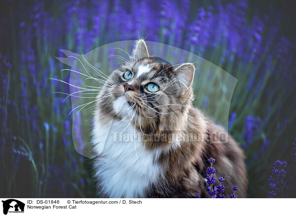 Norwegian Forest Cat / DS-01846