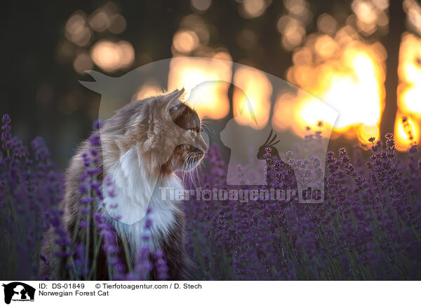 Norwegische Waldkatze / Norwegian Forest Cat / DS-01849