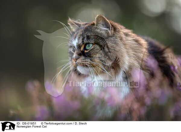 Norwegian Forest Cat / DS-01851