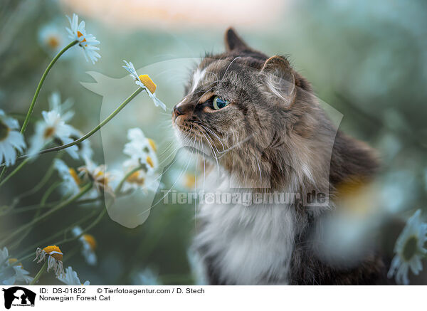 Norwegische Waldkatze / Norwegian Forest Cat / DS-01852