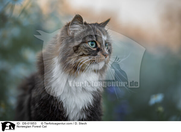Norwegian Forest Cat / DS-01853