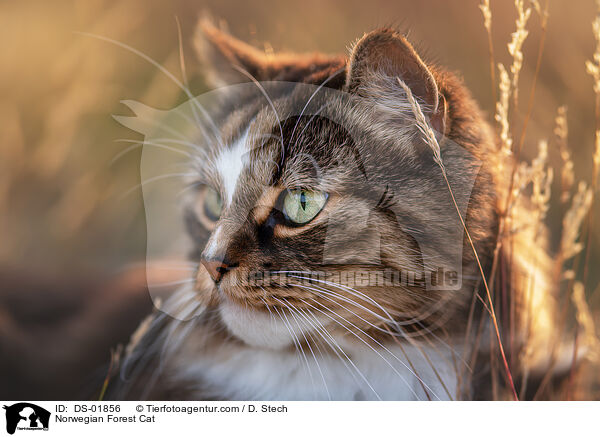 Norwegian Forest Cat / DS-01856