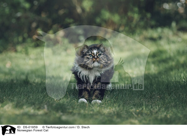 Norwegian Forest Cat / DS-01859
