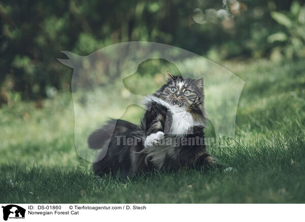 Norwegian Forest Cat / DS-01860