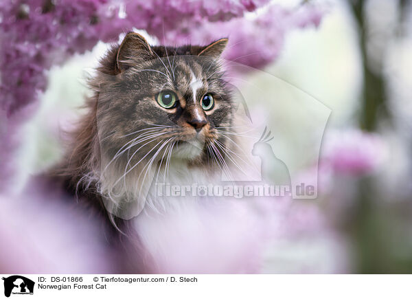 Norwegian Forest Cat / DS-01866