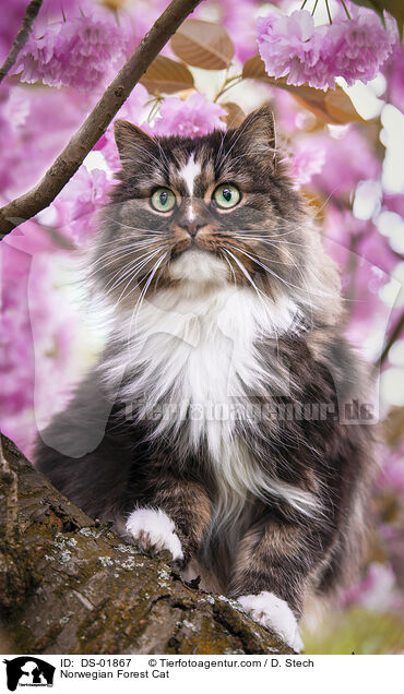 Norwegian Forest Cat / DS-01867