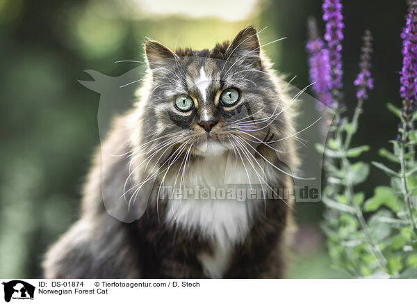 Norwegische Waldkatze / Norwegian Forest Cat / DS-01874