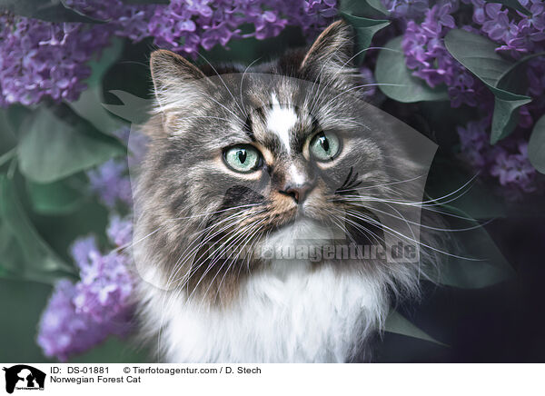 Norwegische Waldkatze / Norwegian Forest Cat / DS-01881