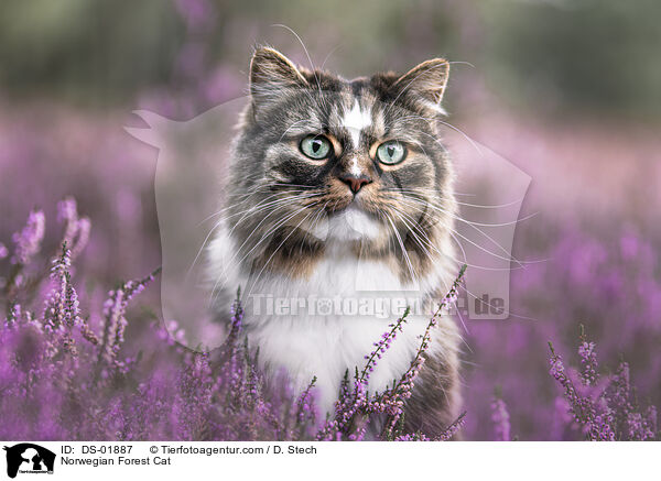 Norwegische Waldkatze / Norwegian Forest Cat / DS-01887