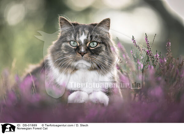 Norwegian Forest Cat / DS-01889