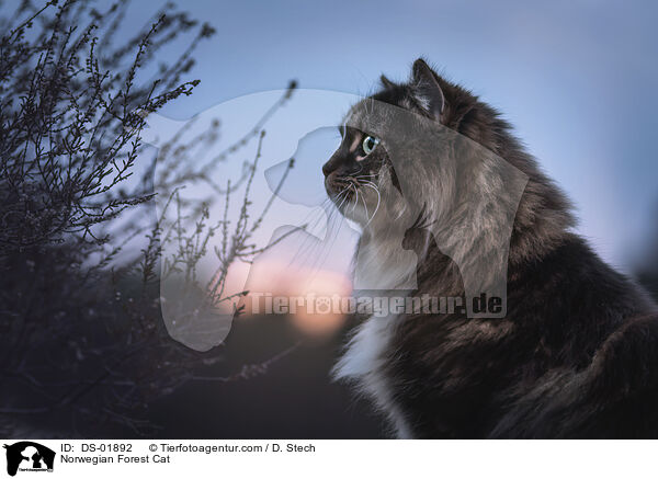 Norwegische Waldkatze / Norwegian Forest Cat / DS-01892