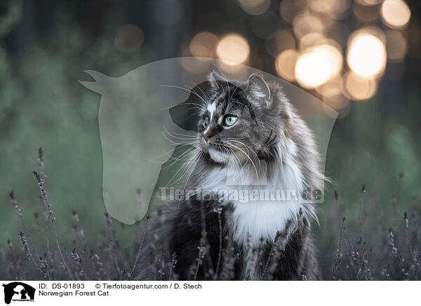 Norwegische Waldkatze / Norwegian Forest Cat / DS-01893