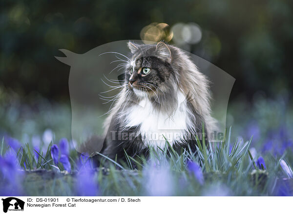 Norwegian Forest Cat / DS-01901