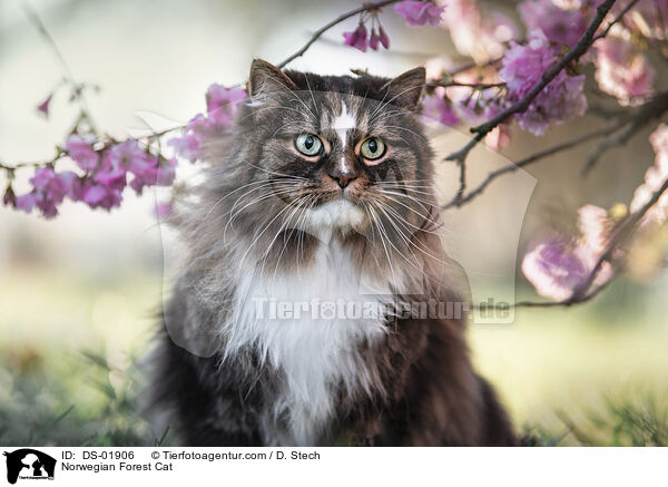 Norwegian Forest Cat / DS-01906