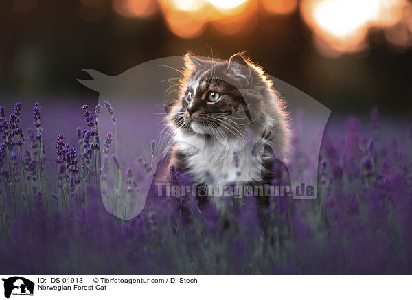 Norwegische Waldkatze / Norwegian Forest Cat / DS-01913
