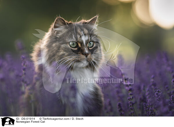 Norwegian Forest Cat / DS-01914