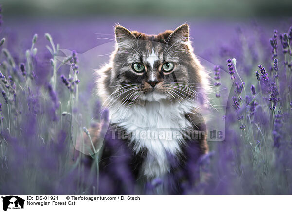 Norwegian Forest Cat / DS-01921