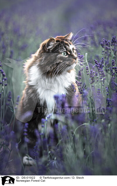 Norwegische Waldkatze / Norwegian Forest Cat / DS-01922
