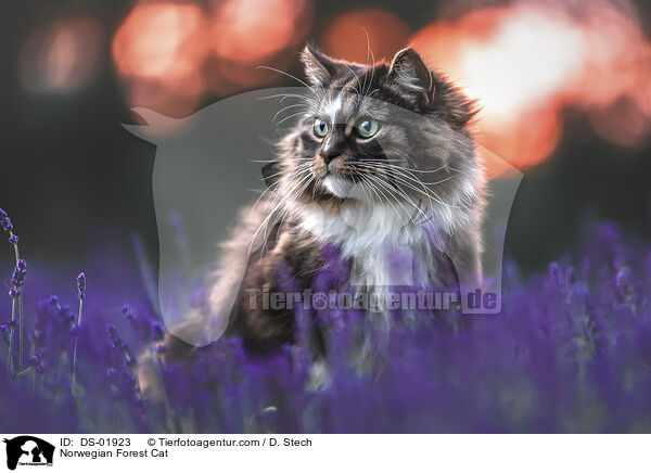 Norwegische Waldkatze / Norwegian Forest Cat / DS-01923