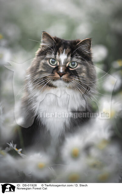 Norwegian Forest Cat / DS-01928