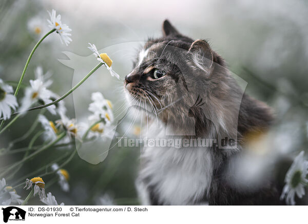 Norwegische Waldkatze / Norwegian Forest Cat / DS-01930