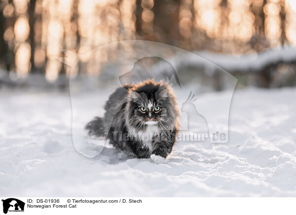 Norwegische Waldkatze / Norwegian Forest Cat / DS-01936