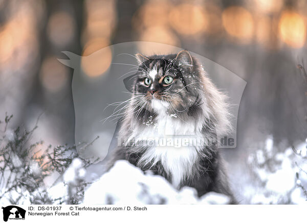 Norwegian Forest Cat / DS-01937