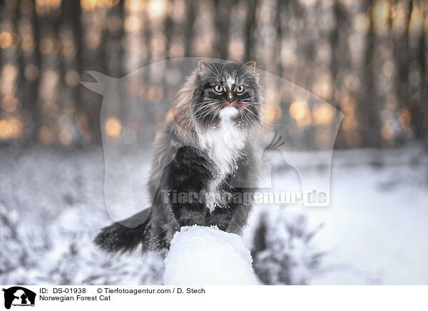 Norwegian Forest Cat / DS-01938