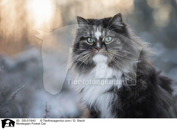 Norwegische Waldkatze / Norwegian Forest Cat / DS-01940