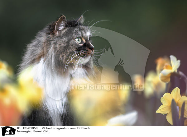 Norwegische Waldkatze / Norwegian Forest Cat / DS-01950