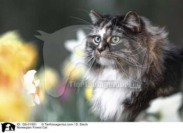 Norwegian Forest Cat / DS-01951