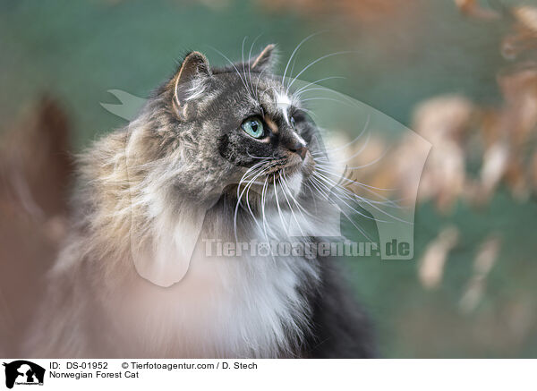 Norwegian Forest Cat / DS-01952