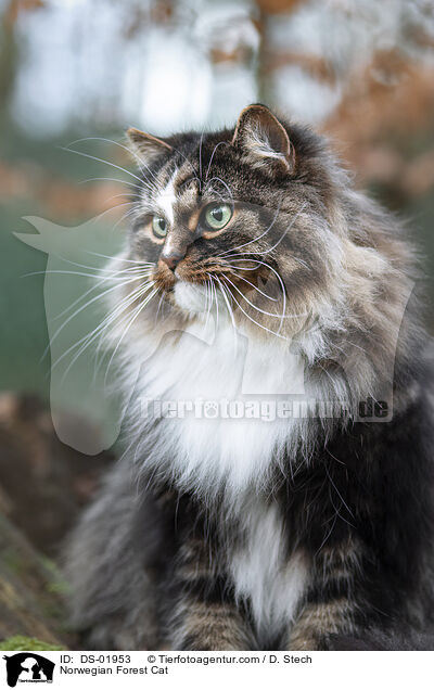 Norwegian Forest Cat / DS-01953