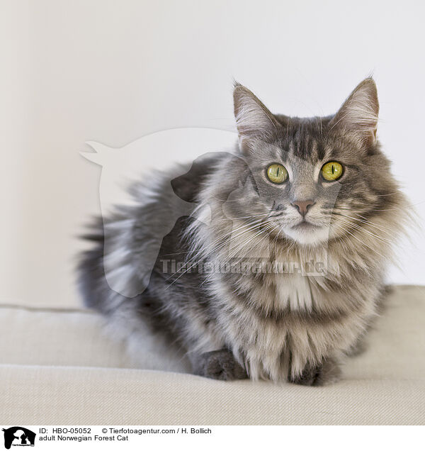 adult Norwegian Forest Cat / HBO-05052