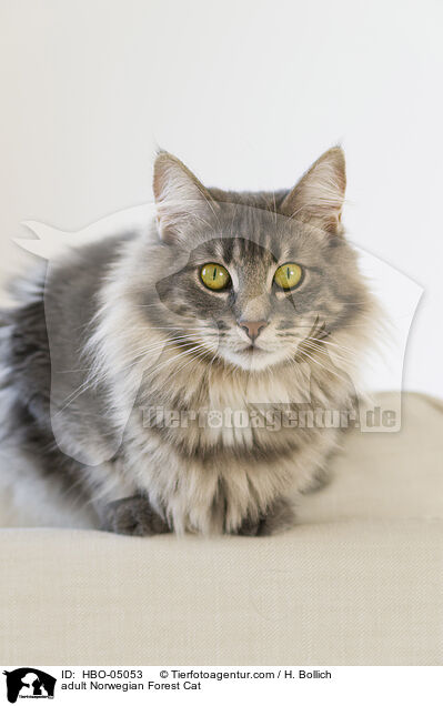 adult Norwegian Forest Cat / HBO-05053