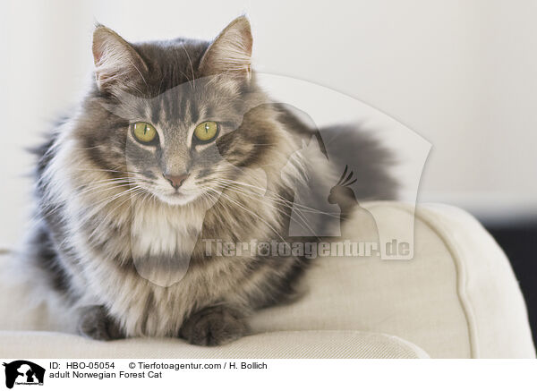 adult Norwegian Forest Cat / HBO-05054