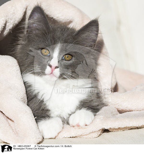 Norwegian Forest Cat Kitten / HBO-05067