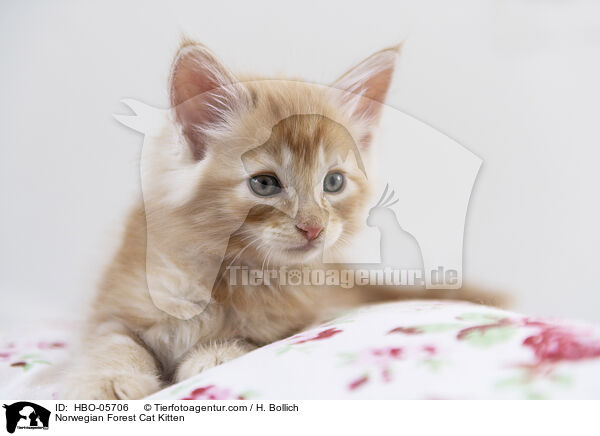 Norwegian Forest Cat Kitten / HBO-05706